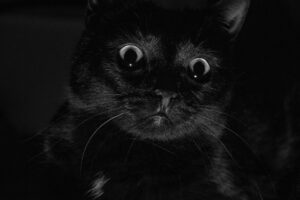 czy koty widzą w ciemności