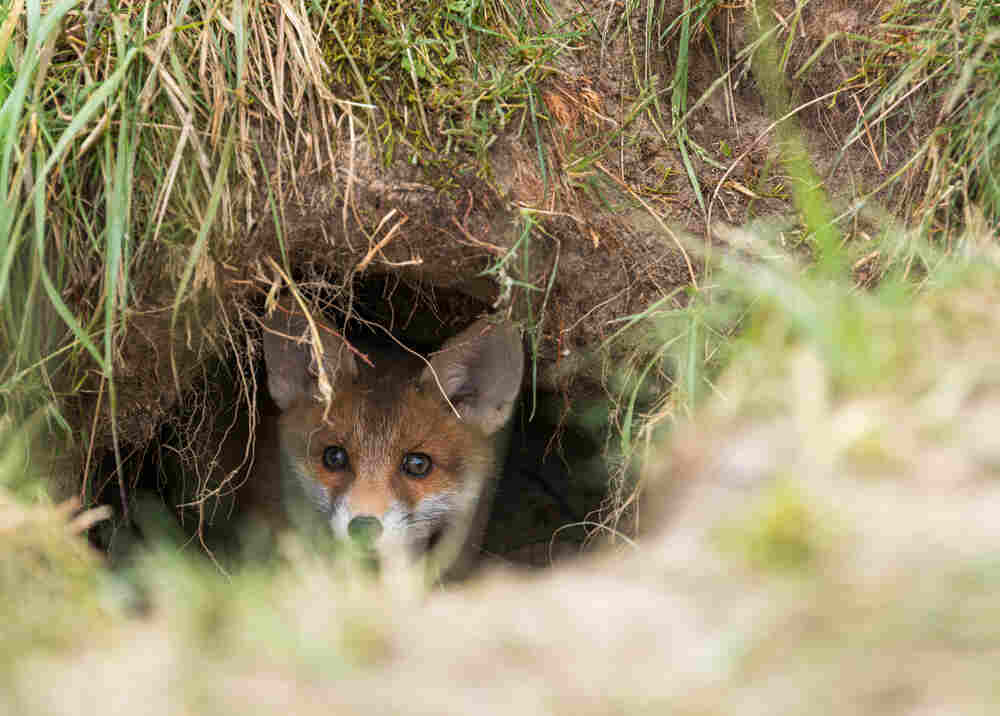 czy lisy jedzą koty (1).jpg