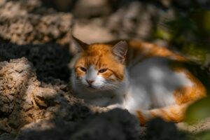 czy wypuszczac kota w upal