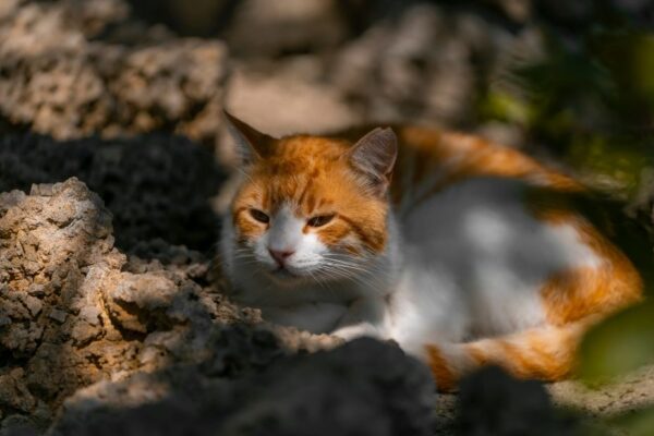 czy wypuszczac kota w upal