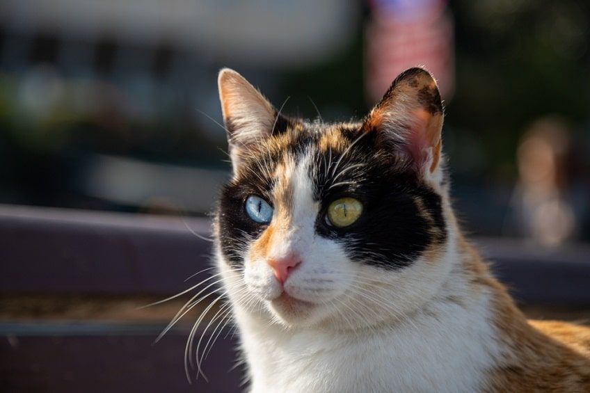 dachowiec z niebieskim okiem-min.jpg