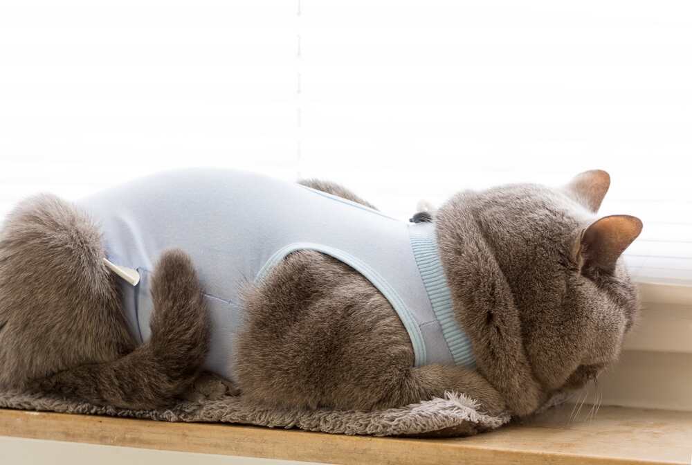 depresja kota po kastracji (1).jpg