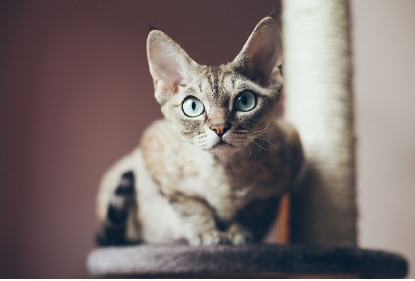 devon rex na drapaku
