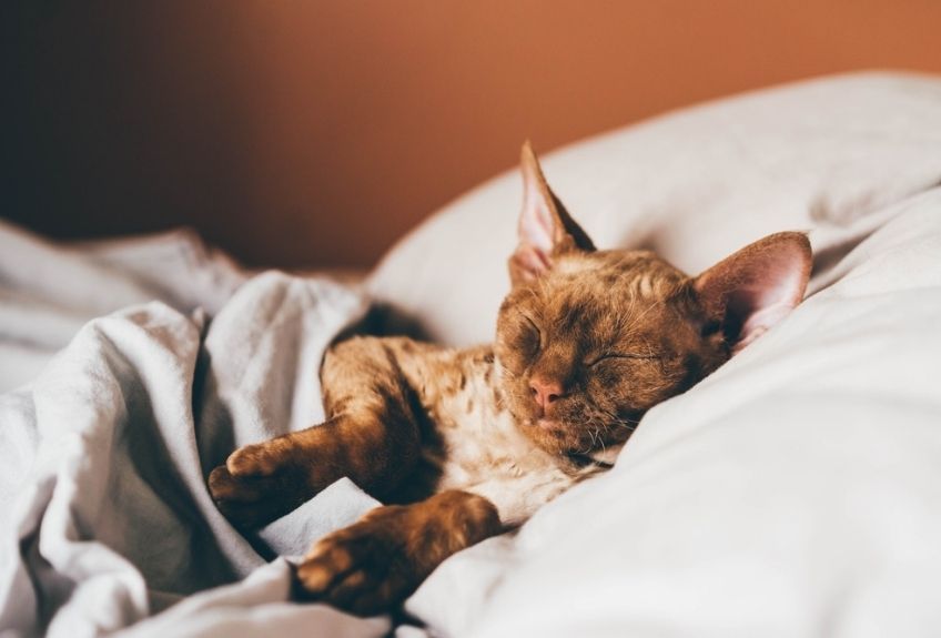 devon rex śpi