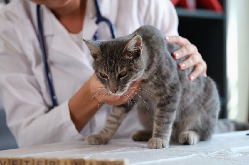 diagnostyka nerek u kota-min.jpg