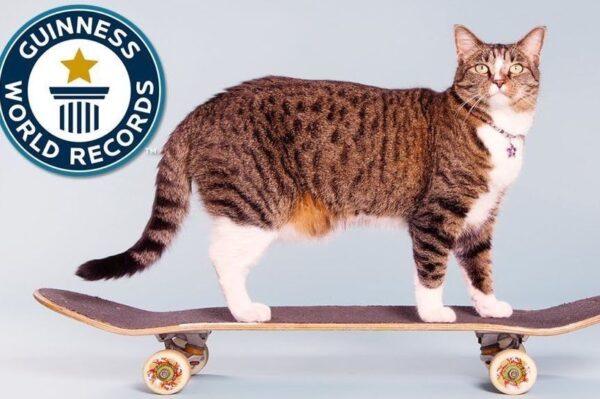 Didga kot na deskorolce