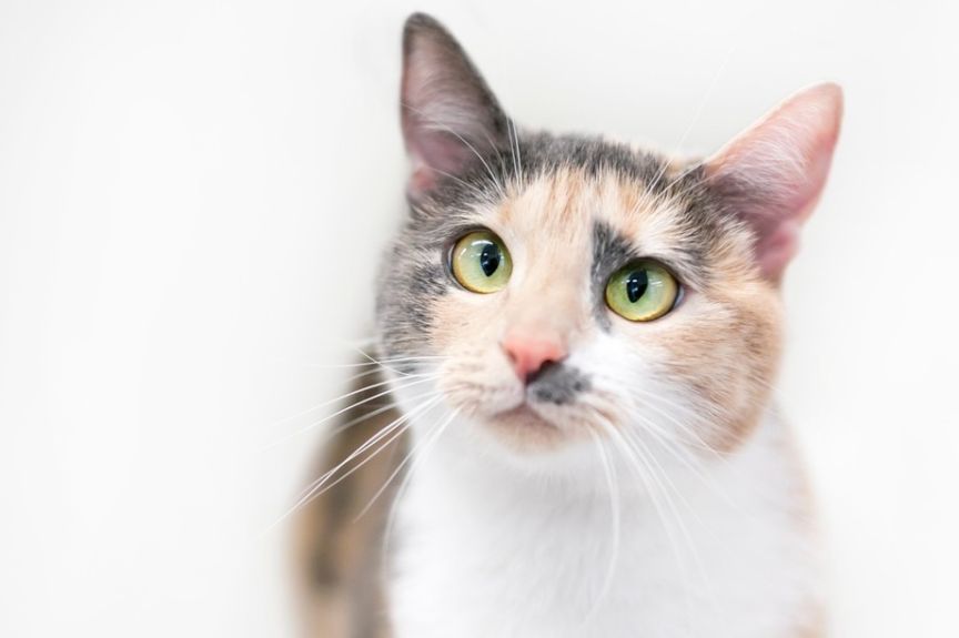 kot tricolor