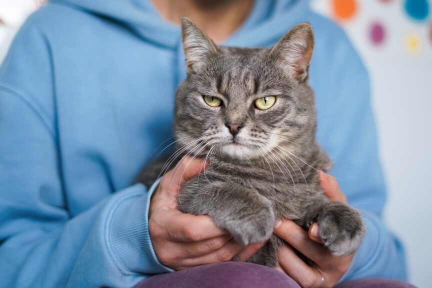 dlaczego kot jest niedotykalski