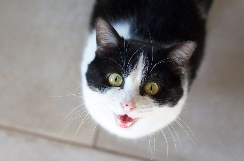 dlaczego kot miauczy