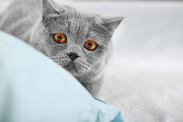 dlaczego kot na mnie poluje