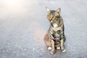 dlaczego kot patrzy w ścianę