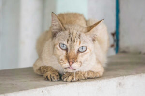 dlaczego kot się ślini