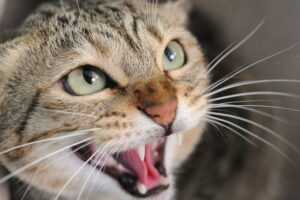 dlaczego kot syczy