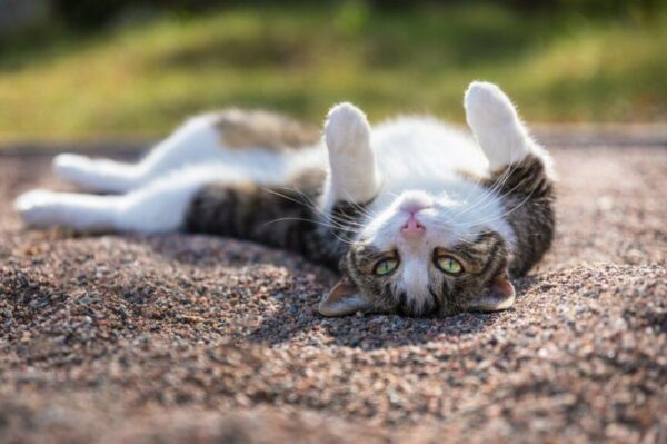 dlaczego kot tarza się na plecach