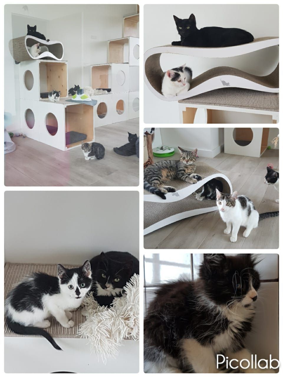 dom kota w dobrej pod szczecinem