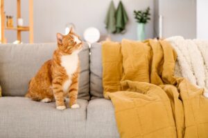 dom bezpieczny dla kota