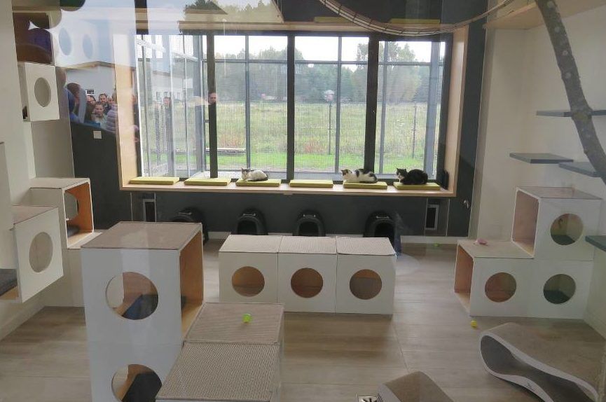 dom kota w dobrej pod szczecinem