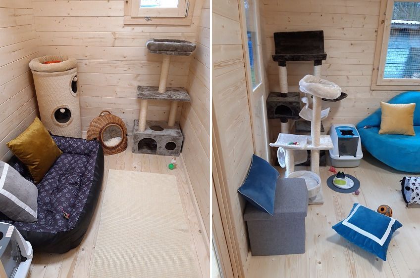 Kociarnia w Celestynowie ma za zadanie zapewnić swoim mruczącym lokatorom pełen komfort podczas przebywania w schronisku.