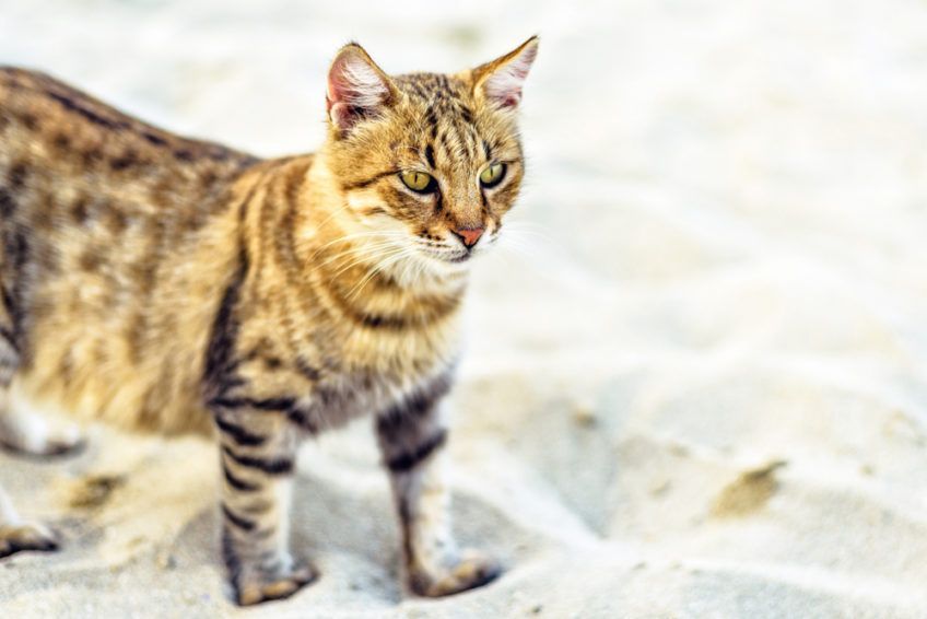 Dragon li stojący na piasku