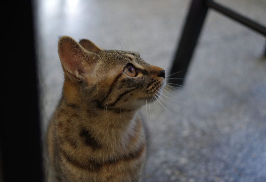 Portret dragon li z profilu