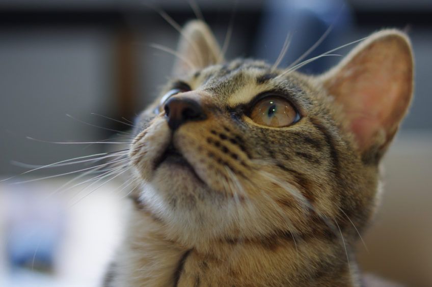 Portret dragon li przyglądającego się czemuś