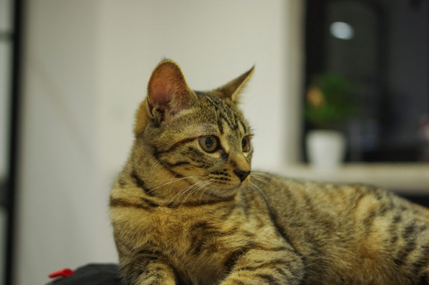 Dragon li odpoczywający w domu