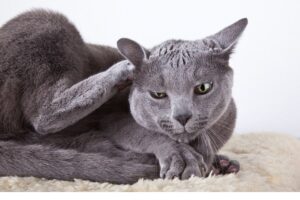 Uczulenie na pchły u kota to częsty problem, ale wiemy, jak sobie z nim poradzić.