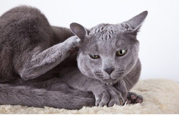 Uczulenie na pchły u kota to częsty problem, ale wiemy, jak sobie z nim poradzić.