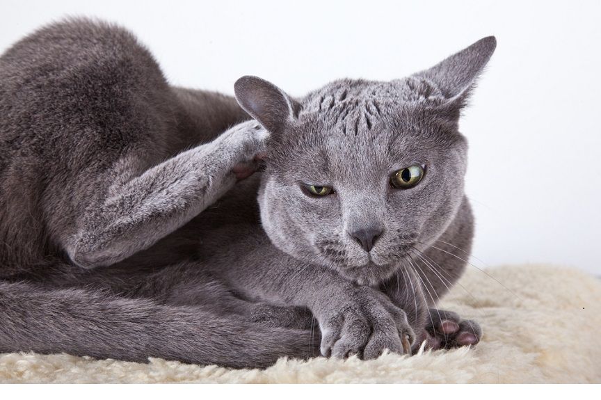 Uczulenie na pchły u kota to częsty problem, ale wiemy, jak sobie z nim poradzić.