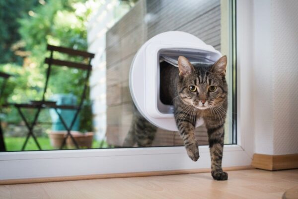 drzwiczki dla kota