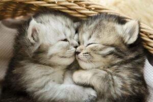 więzi rodzinne u kotów