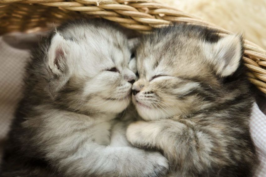 więzi rodzinne u kotów