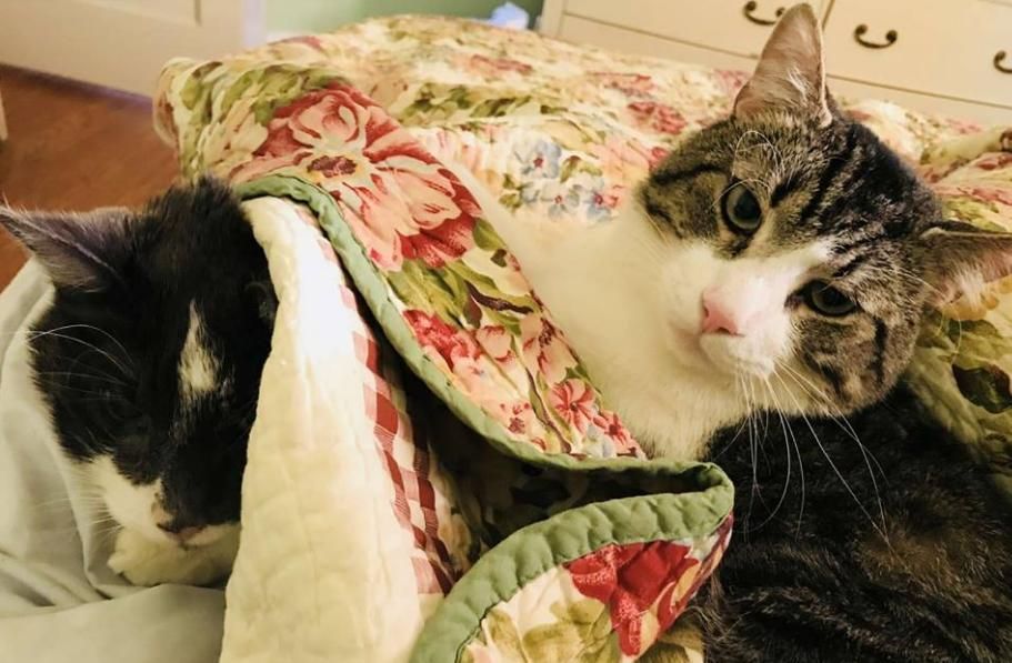 przeszczep nerki u kota