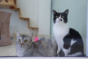 ile kotów, to za dużo kotów