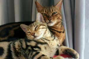 dwa koty bengalskie