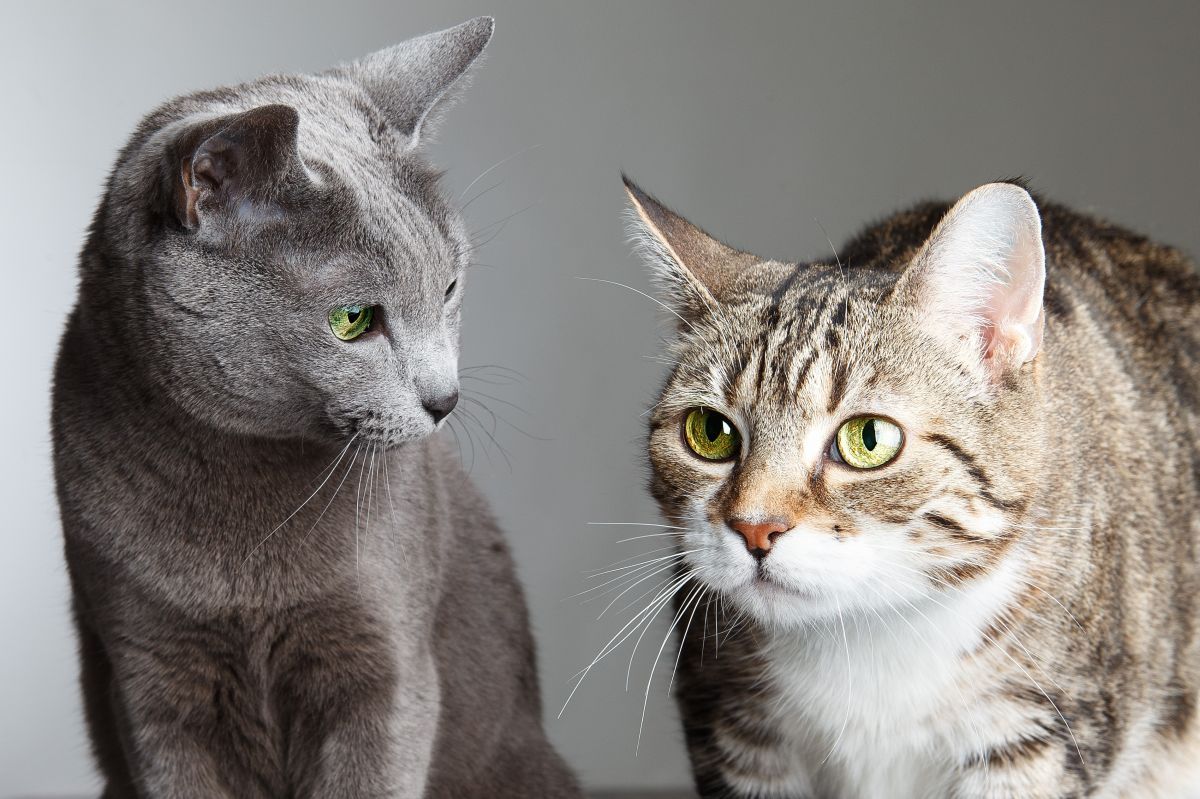 socjalizacja z izolacją