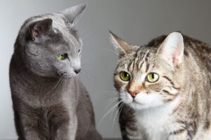 socjalizacja z izolacją