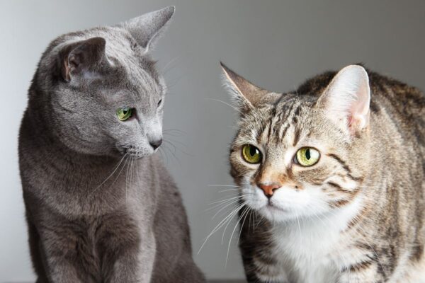 socjalizacja z izolacją