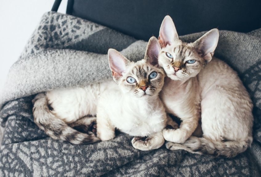 dwa koty rasy devon rex