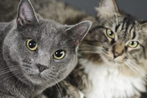 czy koty lubią towarzystwo innych kotów