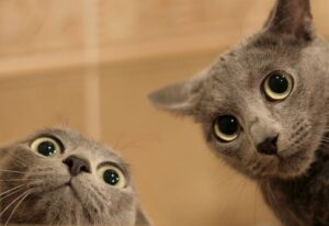 miejskie legendy o kotach