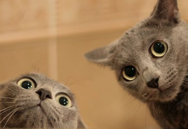 miejskie legendy o kotach