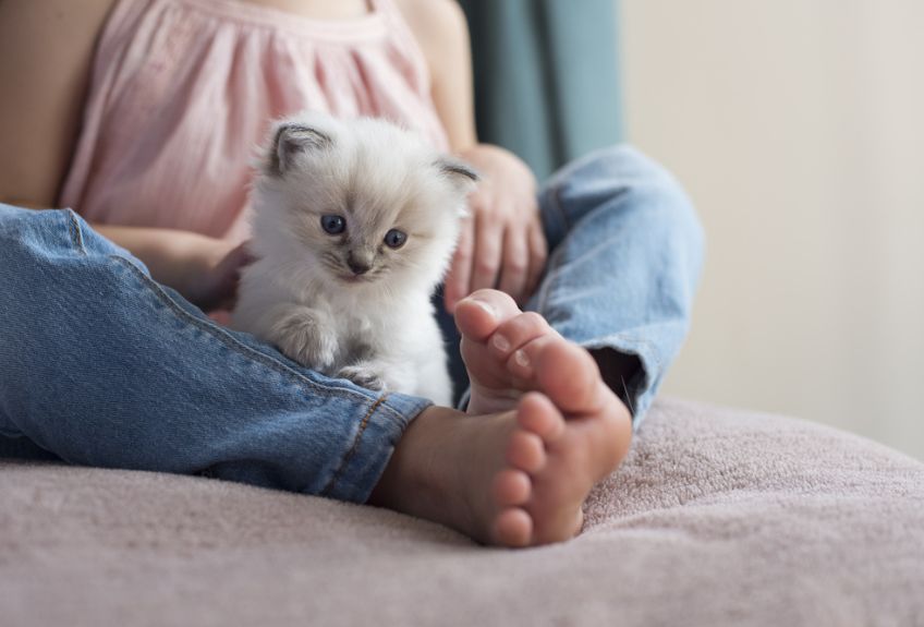 dziewczynka z kociakiem rasy ragdoll