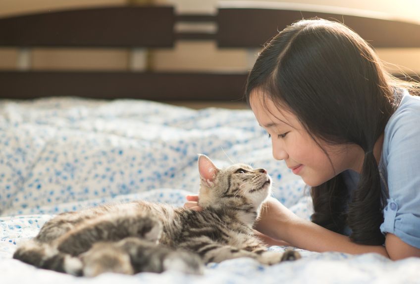 dziewczynka z kotem amerykańskim krótkowłosym