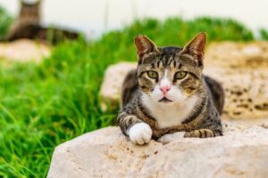 dzika kotka wyczuwa pogodę