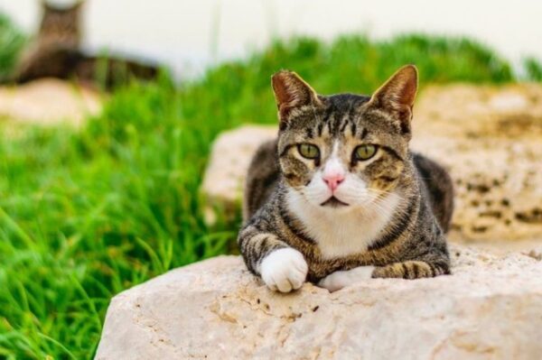 dzika kotka wyczuwa pogodę