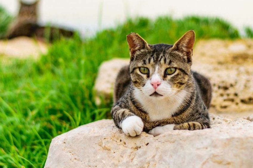 dzika kotka wyczuwa pogodę