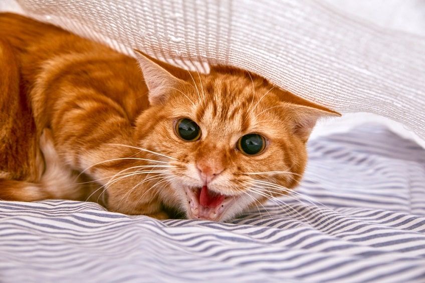 dziki kot się boi-min.jpg