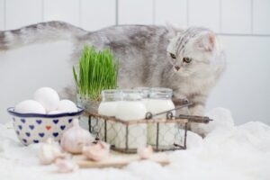 Proponujemy inspiracje less waste dla kota.