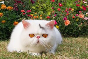 rasy kotów na wspólne wakacje